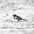 Nieve en el parque de La Dehesa de Soria. GONZALO MONTESEGURO