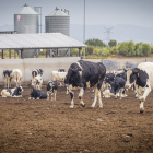 Granja de vacas en Caparroso Valle de Odieta - MARIO TEJEDOR (40)