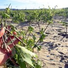 Un agricultor de Ribera del Duero muestra daños por pedrisco en el viñedo.-- ICAL