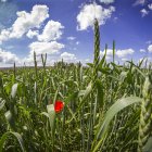 Campo de espelta en ecológico en Soria. MARIO TEJEDOR