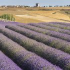Campo de lavanda en Tiedra, con el municipio de fondo. --R.G: A. DEL DUERO Y P. DE AROMÁTICAS