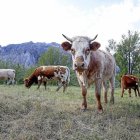 Vacas pastando al aire libre en una imagen de archivo. HDS