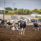Granja de vacas en Caparroso Valle de Odieta - MARIO TEJEDOR (44)