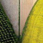 Campo de cultivo de colza en la provincia de Salamanca. La Administración sustituirá inspecciones presenciales por el control de las explotaciones mediante imágenes cenitales por satélite. | Enrique carrascal