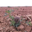 Topillo en una plantación.-ALFONSO PAZ