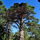 La Ruta de los Abuelos del Bosque cuenta con algunos de los mayores ejemplares de España como el Pino Rey de la imagen.-- VIDAL HERRERO