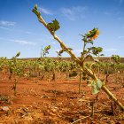 Campo de girasoles arrasado por el granizo en Peroniel - MARIO TEJEDOR