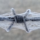 Fuerte helada sobre una telaraña en un alambre de espino localizada en Duruelo. AGUSTÍN SANDOVAL