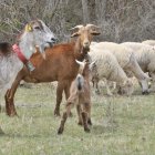 La agalaxia contagiosa causa importantes pérdidas a los ganaderos / L. ÁNGEL TEJEDOR