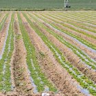 Plantación de lechuga en Olmillos-V.G.