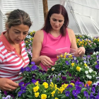Elena, trabajadora del invernadero de Borobia, y Laura Carrera escogen los ‘bocados’. | HDS