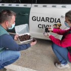 Guardias civiles con parte de las trufas recuperadas.