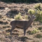 Un ciervo macho brama en la berrea de Soria para atraer la atención de las hembras. VALENTÍN GUISANDE - ICAL