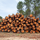 Aprovechamiento de madera en un monte de la provincia.