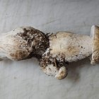 Dos boletus unidos por el pie no son extraños, pero en ángulo de 180 grados son toda una curiosidad.