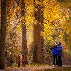 Otoño engrandece Soria con magníficos colores