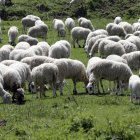 Ovejas pastando en un campo de Soria.