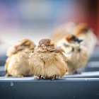 Gorriones en la capital. MARIO TEJEDOR