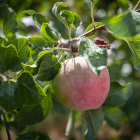 Manzana cultivada en la provincia de Soria.