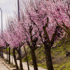 Flores por el estallido de la primavera en pleno marzo