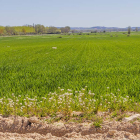 El campo soriano brota con fuerza