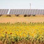 Placas solares junto a un campo de girasoles