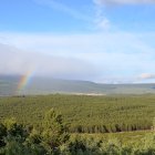 Masa forestal de los pinares de Covaleda.