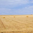 Campo cosechado en la zona de San Esteban de Gormaz.