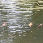 Carpines dorados en la Laguna Verde de Vinuesa.