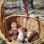 Boletus recogidos esta misma semana en los montes de Soria en la que se observa claramente la diferencia entre los pinícolas y los edulis.