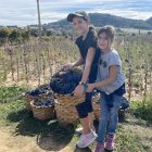 La elaboración del vino se convierte en todo un evento social