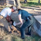 Agente comprobando si lleva microchip un perro.