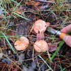 Un recolector corta unos níscalos en un monte de Soria.