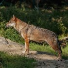 Lobo en el monte.