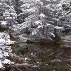 La nieve ya engalana las cumbres de Soria. El responsable de la estación Meteoclimatic de Duruelo de la Sierra y divulgador, Agustín Sandoval, vuelve a calzarse las botas para bajar un vídeo de belleza absoluta. "Postales de invierno, pero con setas, en el entorno de esta pequeña  laguna. Duruelo de la Sierra, Soria, cota 1800, con décimas bajo cero ahora", explica en su perfil de X (otrora Twitter).