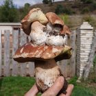 Los boletus nacidos en el sombrero de otro boletus, toda una curiosidad natural.