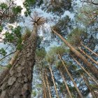 Bosque de pinos en la provincia de Soria.