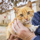 Una persona sostiene un gato.