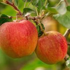 Las manzanas cultivas en Soria, las más sabrosas de España y Portugal