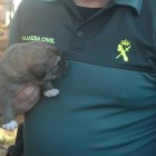 'Leo', el cachorro de mastín que se encontró con vida, con un guardia civil.