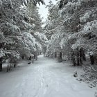 Nevada en los montes de Pinares.