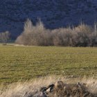 Terreno rústico en Soria.