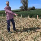 El capataz forestal, Emilio Medina Román, cultiva hortalizas de secano en Villalcazar de Sirga(Palencia) como parte del proyecto de recuperación y conservación de semillas, en la imagen su huerta de La Mielga donde ha cultivado diversas variedades de ajos.