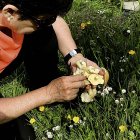 XX Encuentro de asociaciones micológicas de Castilla y León en la montaña palentina.