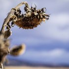 Asaja Soria asegura que el girasol no pudo cosecharse por exceso de lluvias.