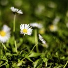 Las margaritas llenan los prados y jardines en primavera.
