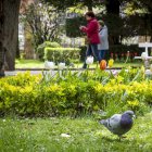 Un breve, pero hermoso, paseo por el Parque de la Dehesa