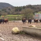 Los toros de San Juan para La Saca 2025 en la finca de Brihuega.