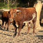 Los novillos de Campo Bravo Alcarreño llegarán en el entorno de las ocho de la mañana a la plaza de toros.