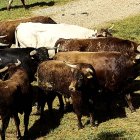 Los astados que protagonizarán el festejo del Lavalenguas.